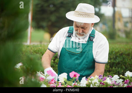Senior lavoratore di sesso maschile di fiori di taglio nel cassetto in giardino. Bel uomo barbuto che indossa in speciali tute con guanti protettivi e luce cofano, lavorando in giardino con piante. Il lavoro stagionale concetto. Foto Stock