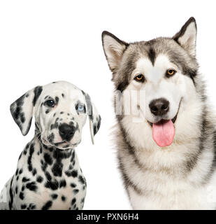 Cucciolo dalmata, Alaskan Malamute, di fronte a uno sfondo bianco Foto Stock
