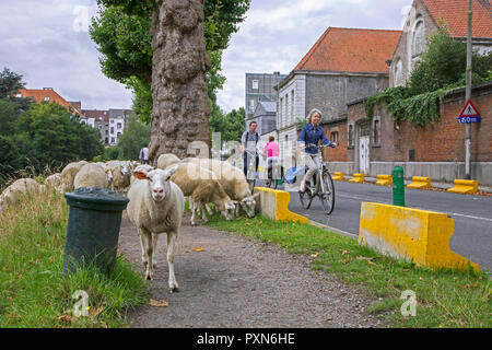 Imbrancandosi pastore del gregge di pecore lungo la strada a brucare erba da ripide sponde di canali nella città Ghent / Gent, Fiandre, in Belgio Foto Stock