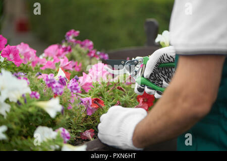 Vista rari del lavoratore di sesso maschile di taglio a mano fiore nel cassetto in giardino. Muscolare di uomo che indossa in speciali tute con guanti di protezione, lavorando con secateurs in giardino con piante. Il lavoro stagionale concetto. Foto Stock