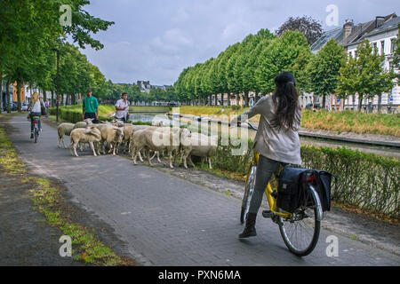 Ciclista di arresto su ciclabile per imbrancandosi pastore del gregge di pecore lungo la strada di erba di pascolo da canal bank nella città di Gand, Fiandre, in Belgio Foto Stock