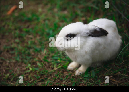 Coniglio Bianco con gli occhi neri in un parco in Lembang, West Java Indonesia Foto Stock
