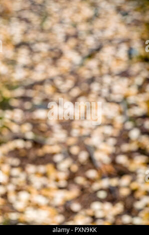 Texture sfocate di giallo Foglie di autunno posa sulla terra marrone sentiero in norvegese della foresta boreale. Foto Stock