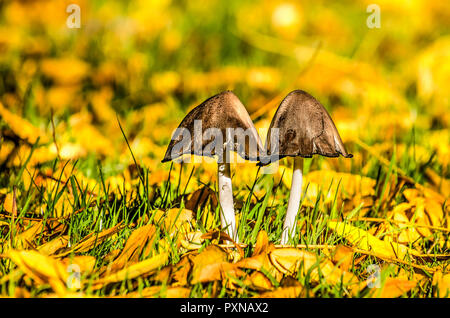 Due funghi con il grigio scuro cappucci conici e sottili steli bianco che cresce su un prato con sparse marrone giallastro Foglie di autunno Foto Stock