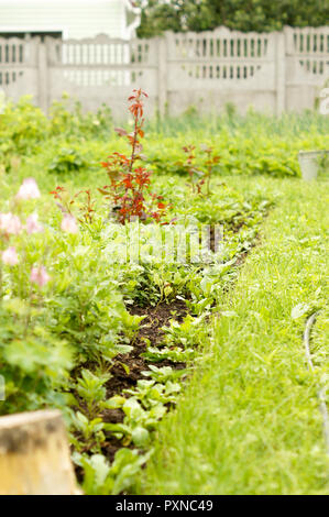 Aiuola di fiori e piante nel paese vicino a casa con la canapa .per il tuo design Foto Stock