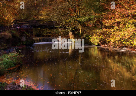 Cascate Horseshoe e il marcio Calder in autunno, Calderglen Country Park, East Kilbride, South Lanarkshire Foto Stock