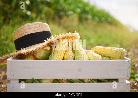I tutoli di mais e il cappello di paglia in casse di legno sul campo Foto Stock