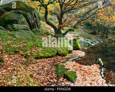 Mossy gritstone boulder e autunno quercia a Guisecliff Tarn in legno Guisecliff ponte Pateley North Yorkshire, Inghilterra Foto Stock