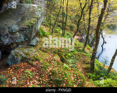 Gristone boulder e in autunno di betulle da Guisecliff Tarn in legno Guisecliff ponte Pateley North Yorkshire, Inghilterra Foto Stock