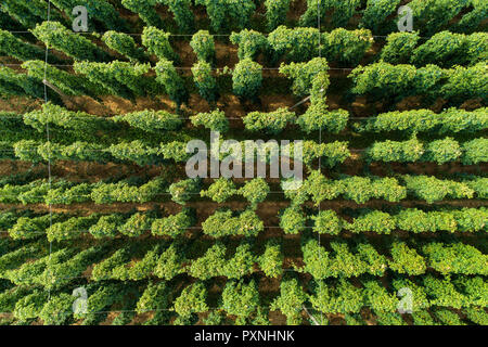 Campo di luppolo, Humulus lupulus, dal di sopra Foto Stock