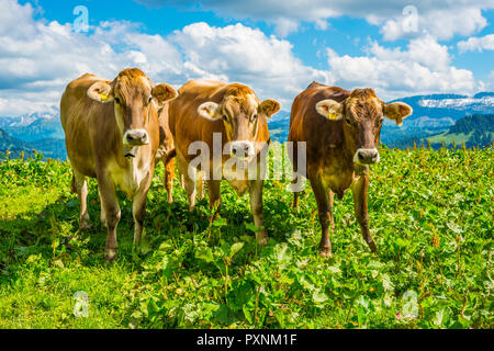 Hornloses Allgaeuer Razza Braunvieh, Almlandschaft bei Balderschwang, Allgaeuer Alpen, Allgaeu, Bayern, Deutschland, Europa Foto Stock