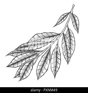 Il ramo di impianto illustrazione. Scratch stile consiglio di amministrazione per incisione. Lato immagine disegnata. Foto Stock