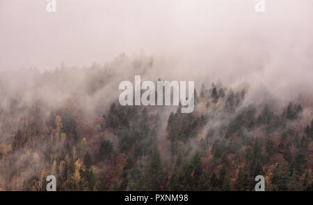 La nebbia al di sopra di foreste di pino. Foschia mattutina vista in umido zona di montagna. Foto Stock