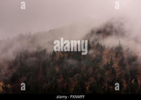 La nebbia al di sopra di foreste di pino. Foschia mattutina vista in umido zona di montagna. Foto Stock