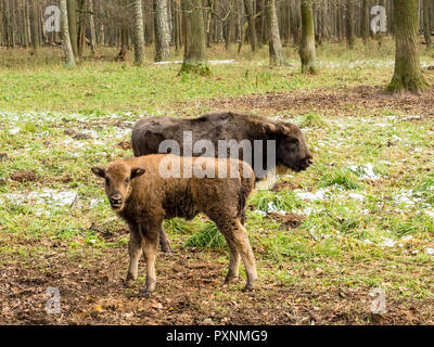 Uro, giovani animali nella foresta. Il bisonte europeo (Bison bonasus), noto anche come wisent o il legno europea bison, Russia Foto Stock