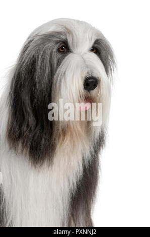 Close-up di un barbuto Collie, 4 anni, iin davanti a uno sfondo bianco Foto Stock