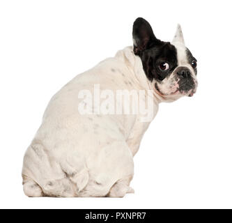 Bulldog francese, 5 anni, seduti contro uno sfondo bianco Foto Stock
