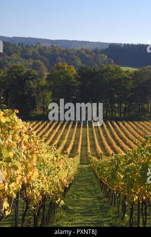 Albury Vigna organico in autunno Foto Stock