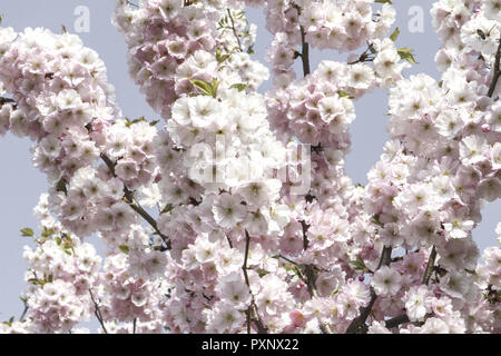 Praechtig bluehender Kirschbaum im Fruehling, Zierkirsche Foto Stock