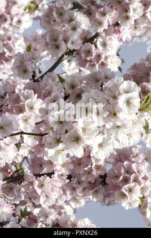 Praechtig bluehender Kirschbaum im Fruehling, Zierkirsche Foto Stock