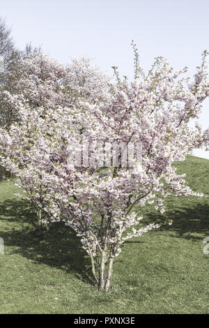 Praechtig bluehender Kirschbaum im Fruehling, Zierkirsche Foto Stock