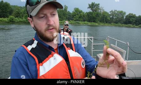 Il biologo Michael Voohees ispeziona uno degli impianti tirato verso l'alto dal fondo del lago Cayuga nei pressi di Aurora, NY il 17 luglio 2017. Lo scopo del controllo è stato determinare la quantità di proliferazione delle Hydrilla invasiva pianta; le piante sono state successivamente trattate con erbicidi sulla luglio 20, 2017. Foto Stock