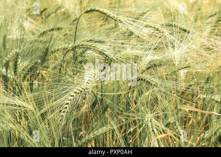 Kornfeld, Weizenfeld, dettaglio Aehren, gruen Foto Stock