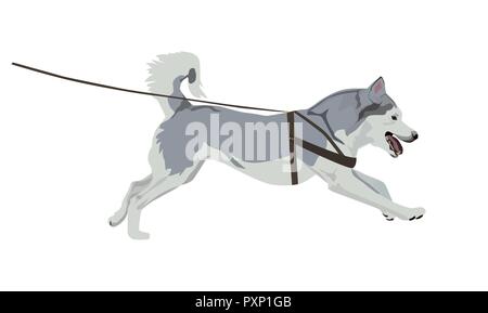 Husky in esecuzione del cane al guinzaglio. Imbrigliato alaskan malamute isolati su sfondo bianco. Illustrazione Vettoriale