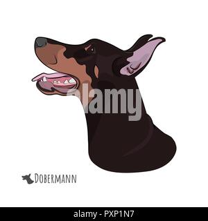 Dobermann testa isolata su sfondo bianco. Dobermann ansimando con la lingua di fuori. Profilo di watchdog per il design. Illustrazione Vettoriale