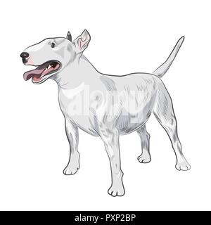 Bull Terrier cane di razza isolati su sfondo bianco. Cane di razza pura per il tuo design. Illustrazione Vettoriale