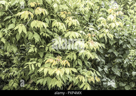 Ceneri maple Flamingo (ACER NEGUNDO Flamingo) Foto Stock