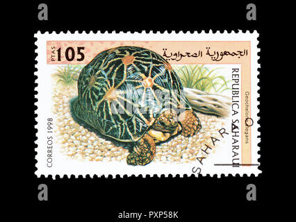 Annullato francobollo stampato dalla Repubblica saharaui, che mostra la stella indiana tartaruga, circa 1998. Foto Stock