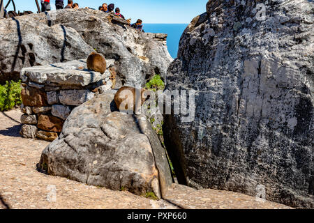 Rock hyrax sulla Table Mountain e Cape Town, Sud Africa Foto Stock