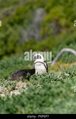 Pinguino africano, Boulders Beach, Simons Town, Sud Africa Foto Stock