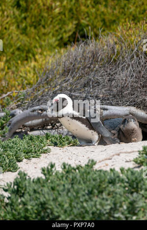 Pinguino africano, Boulders Beach, Simons Town, Sud Africa Foto Stock