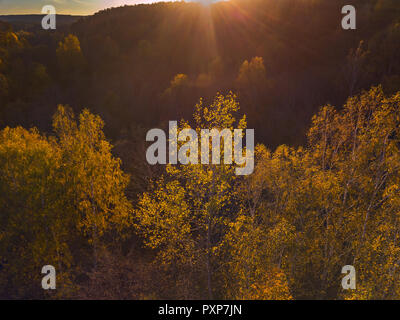 Vista aerea del giallo alberi in autunno, Lituania Foto Stock