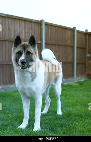 Cane Akita attesa per la sfera Foto Stock