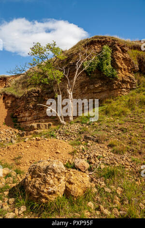 Rolling Bank Quarry SSSI su Cleeve Hill vicino a Cheltenham, Gloucestershire, Inghilterra Foto Stock