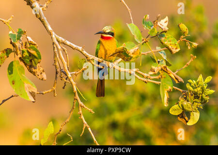 Colorati uccelli africani: bianco-fronteggiata gruccione uccello sulla cima di un albero in Sud Africa dal Parco Nazionale di Kruger, Sud Africa in aree d'acqua. Merops bullockoides specie Foto Stock