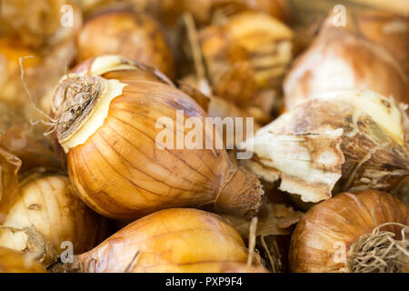 Narcissus tazetta 'Silver carillon' lampadine Foto Stock