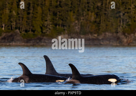 Northern resident orche in appoggio lungo la hanson isola litorale vicino al Broughton arcipelago, Prime Nazioni Territorio, British Columbia, C Foto Stock