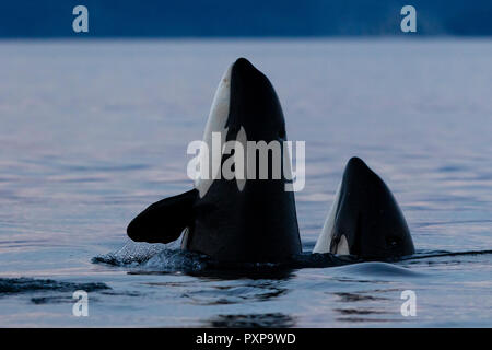 Due residenti del nord orche (Orcinus orca) spy-hopping in Regina Charlotee stretto del grande orso nella foresta pluviale, British Columbia Costa, primo N Foto Stock