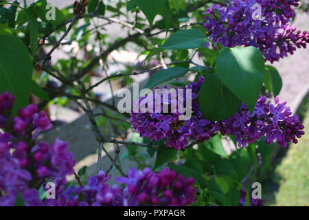 Il sambuco albero in piena fioritura Foto Stock