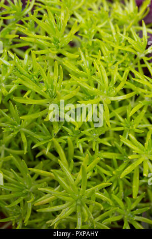 Sedum rupestre "Angelina" Foto Stock