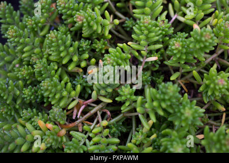 Sedum album 'tappeto di corallo" Foto Stock