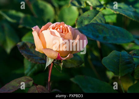 Il fiore di un inglese rosa ad arbusto Lady Emma Hamilton Foto Stock