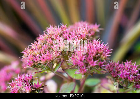 Sedum spurium Fuldaglut "" Foto Stock