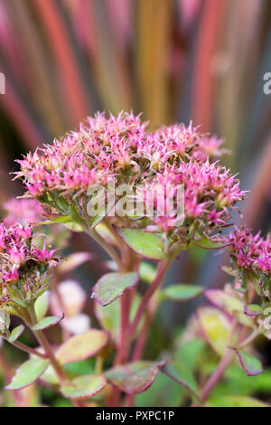 Sedum spurium Fuldaglut "" Foto Stock