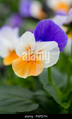 Viola "albicocca ala azzurro" Foto Stock