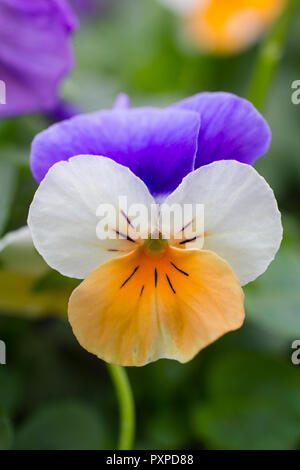 Viola "albicocca ala azzurro" Foto Stock